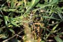 Argiope_bruennichi_P1104_Z_88_Les Gris_Frankrijk
